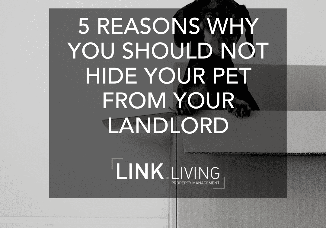 5 Reasons Why You Should Not Hide Your Pet From Your Landlord